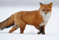 Fox Walk - tichá chůze