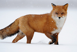 Fox Walk - tichá chůze